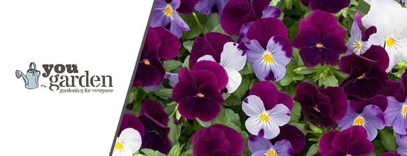 You Garden discount codes